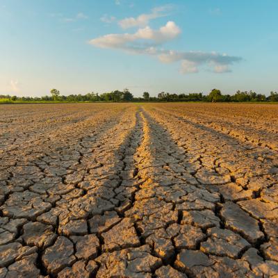 A view of a farm where the fields are cracked and dry from drought.