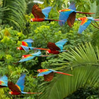 Scarlet macaws fly through the Amazon rainforest in Manu National Park, Peru